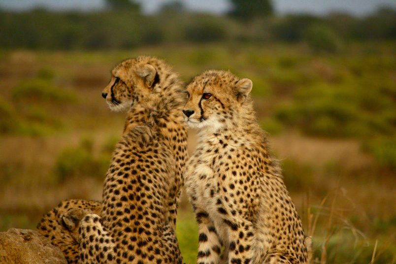 junge geparden